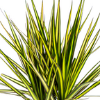 Dracaena Marginata Sunray Ø17cm - ↕60 - 80cm