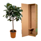 Ficus Elastica Robusta op stam - 190 cm - ø35