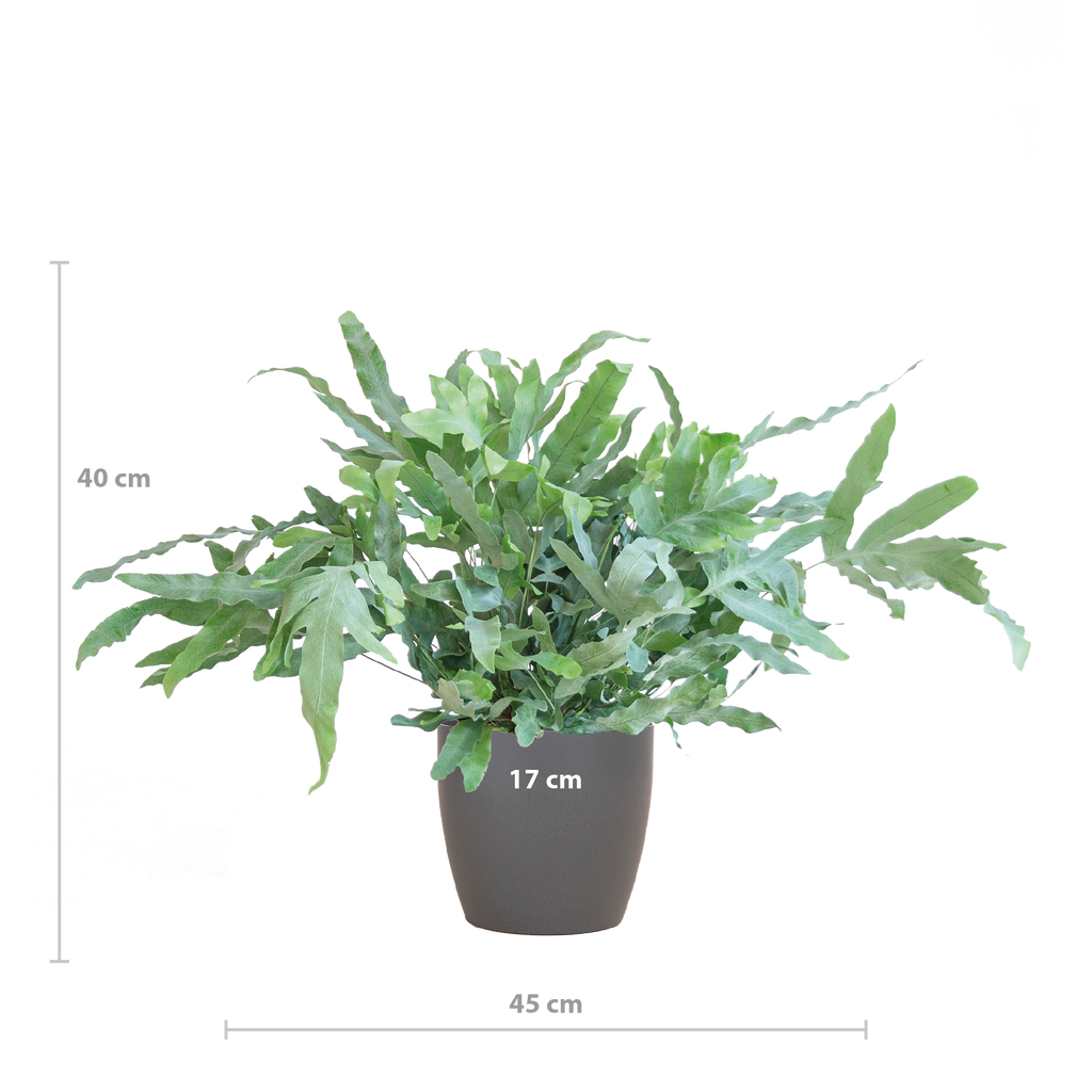 Phlebodium Aureum 'Blue Star' mit Viber-Grau – 40 cm – Ø17