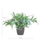 Phlebodium Aureum 'Blue Star' mit Viber-Grau – 40 cm – Ø17