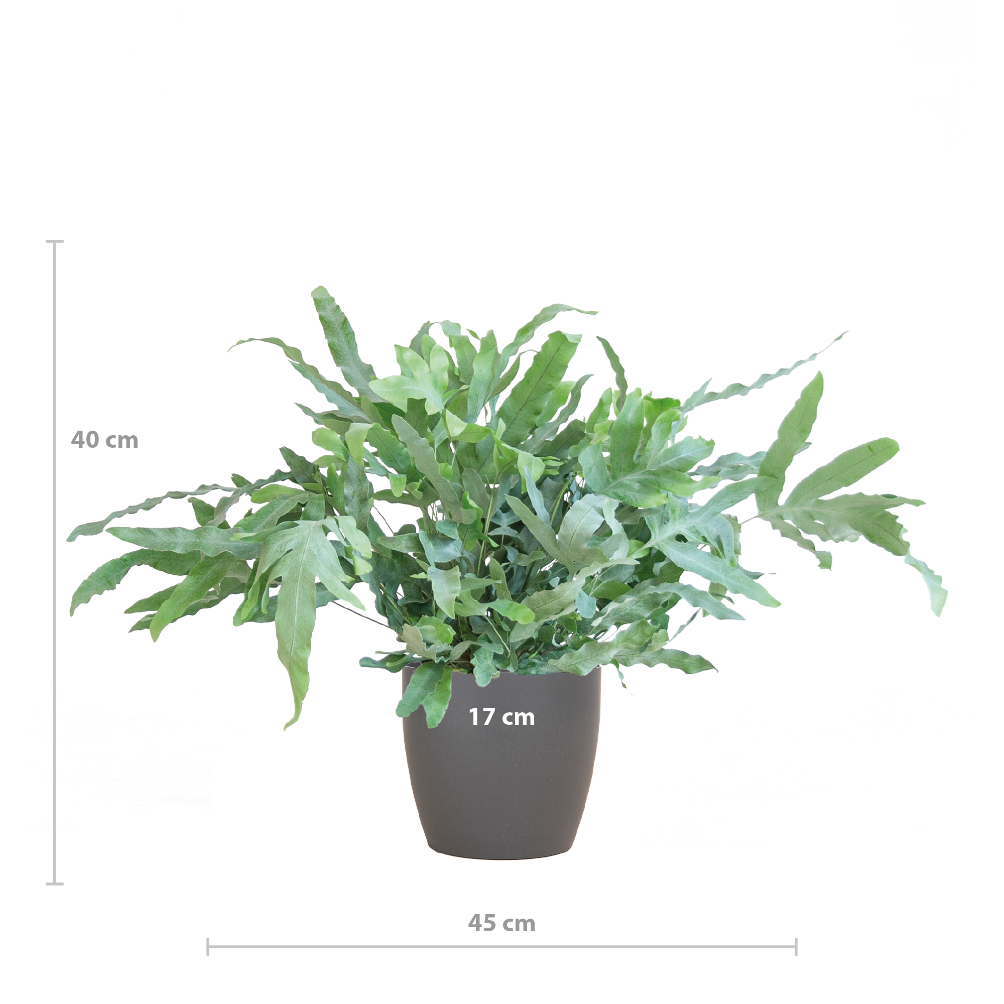 Phlebodium Aureum 'Blue Star' met Viber grijs - 40cm - Ø17