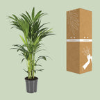 Howea Forsteriana - Ø21cm - ↕100cm