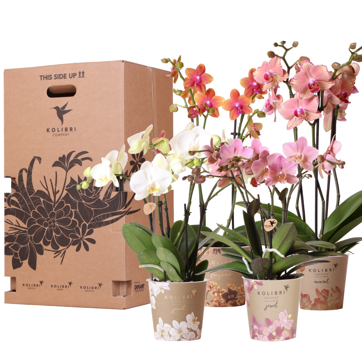 Orchidées Kolibri - Coffret surprise - Coffret découverte - Coffret surprise contenant 4 orchidées différentes de 12 cm - Fraîchement cueillies chez le producteur