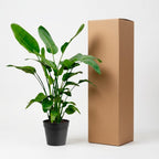 Strelitzia Nicolai - 150cm - Ø24