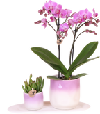Kolibri Company | Plantenset Valentijn 'Gradience Pink' | Paarse Phalaenopsis Orchidee Vienna en Succulent incl. keramieken sierpotten