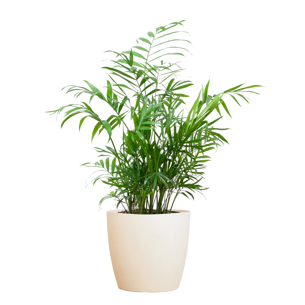 Chamadorea Elegans met Viber wit - 55cm - Ø17
