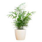Chamadorea Elegans met Viber wit - 55cm - Ø17
