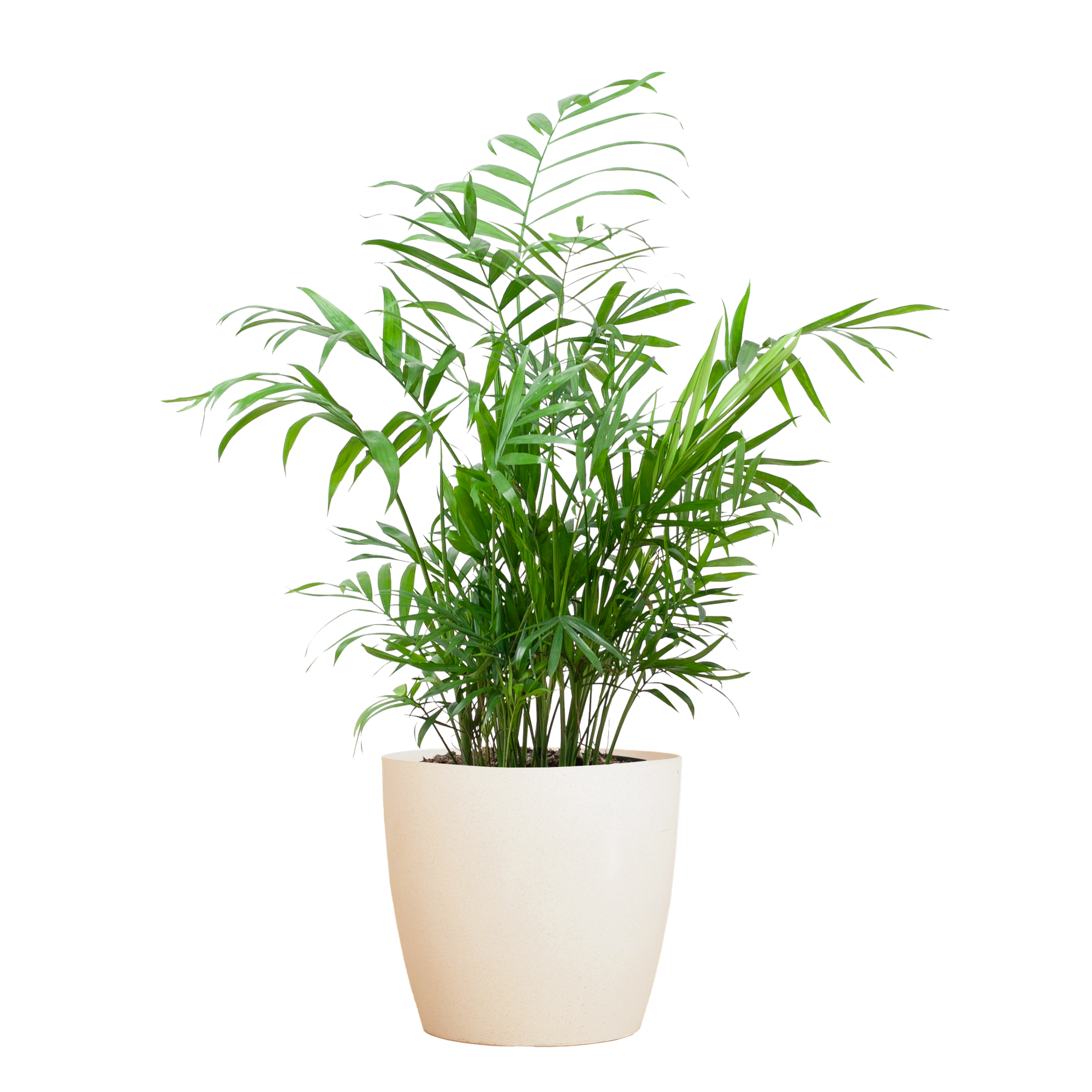 Chamadorea Elegans met Viber wit - 55cm - Ø17