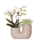 Kolibri Orchids | Set van witte orchidee Zürich en Succulent in Tube sierpot Sand - potmaat Ø9cm | bloeiende kamerplant - vers van de kweker