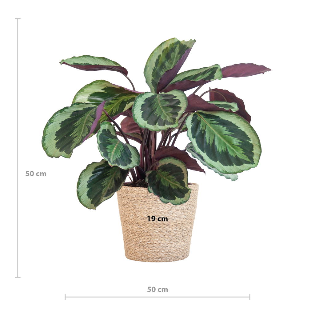 Calathea Medaillon met Sofia mand naturel - 65cm - Ø19