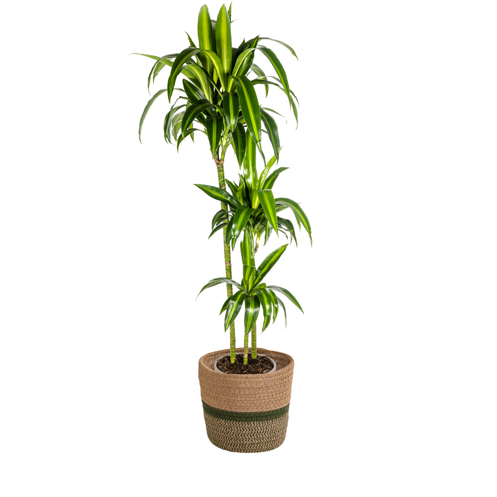 Dracaena Deremensis Hawaiian Sunshine met mand Ø24cm - ↕130 - 150cm