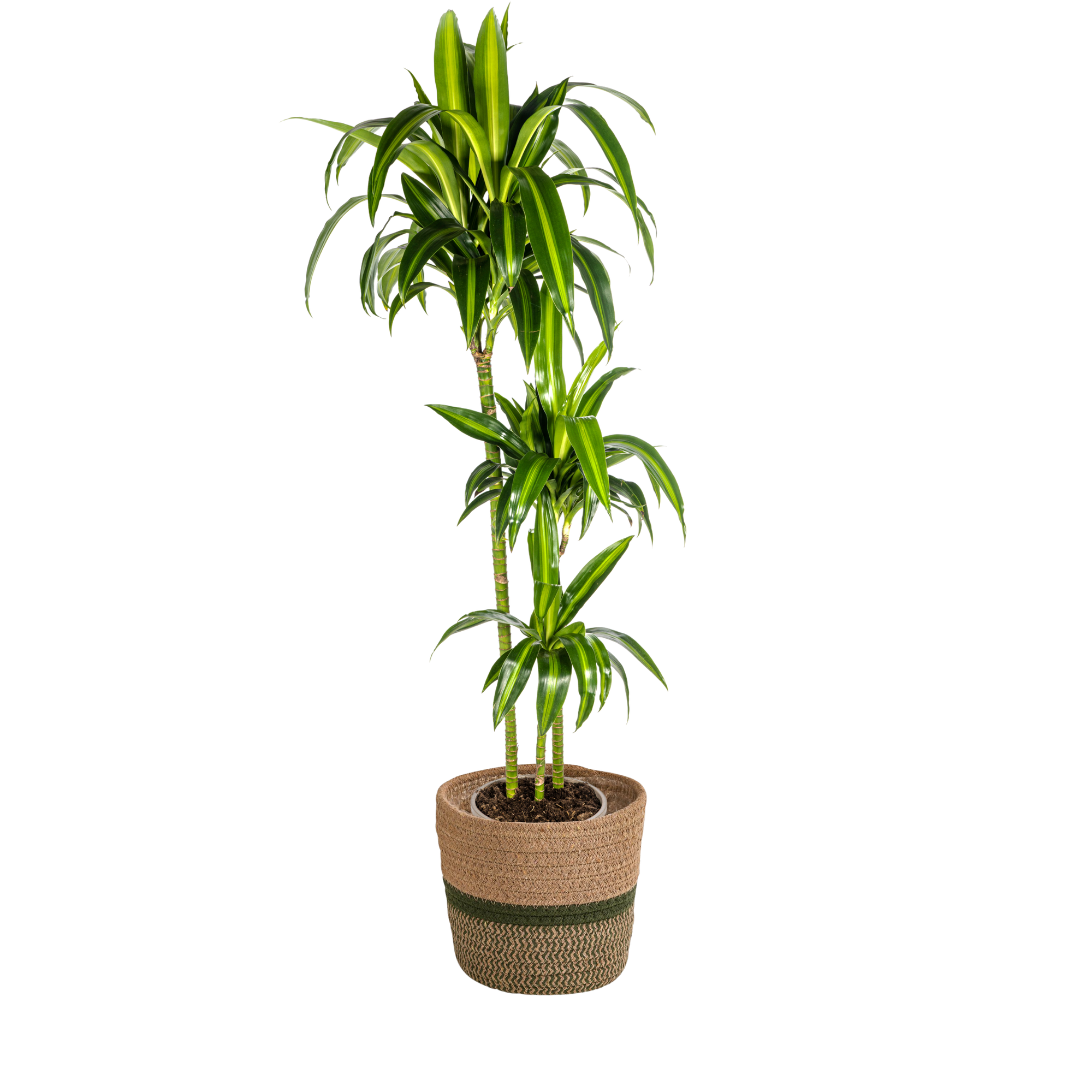 Dracaena Deremensis Hawaiian Sunshine met mand Ø24cm - ↕130 - 150cm
