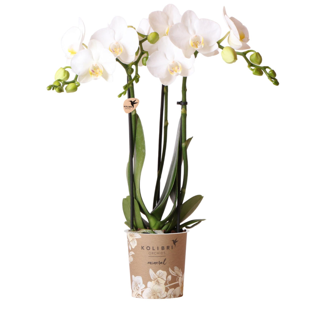 Orchidées Kolibri | Orchidée Phalaenopsis blanche en pot de 9 cm de diamètre | Amabilis | Plante d'intérieur fleurie - fraîchement cueillie