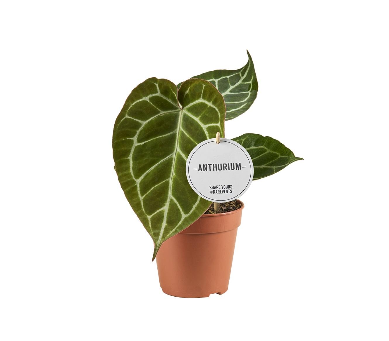 Anthurium Crystallinum - Ø12cm - ↕20cm