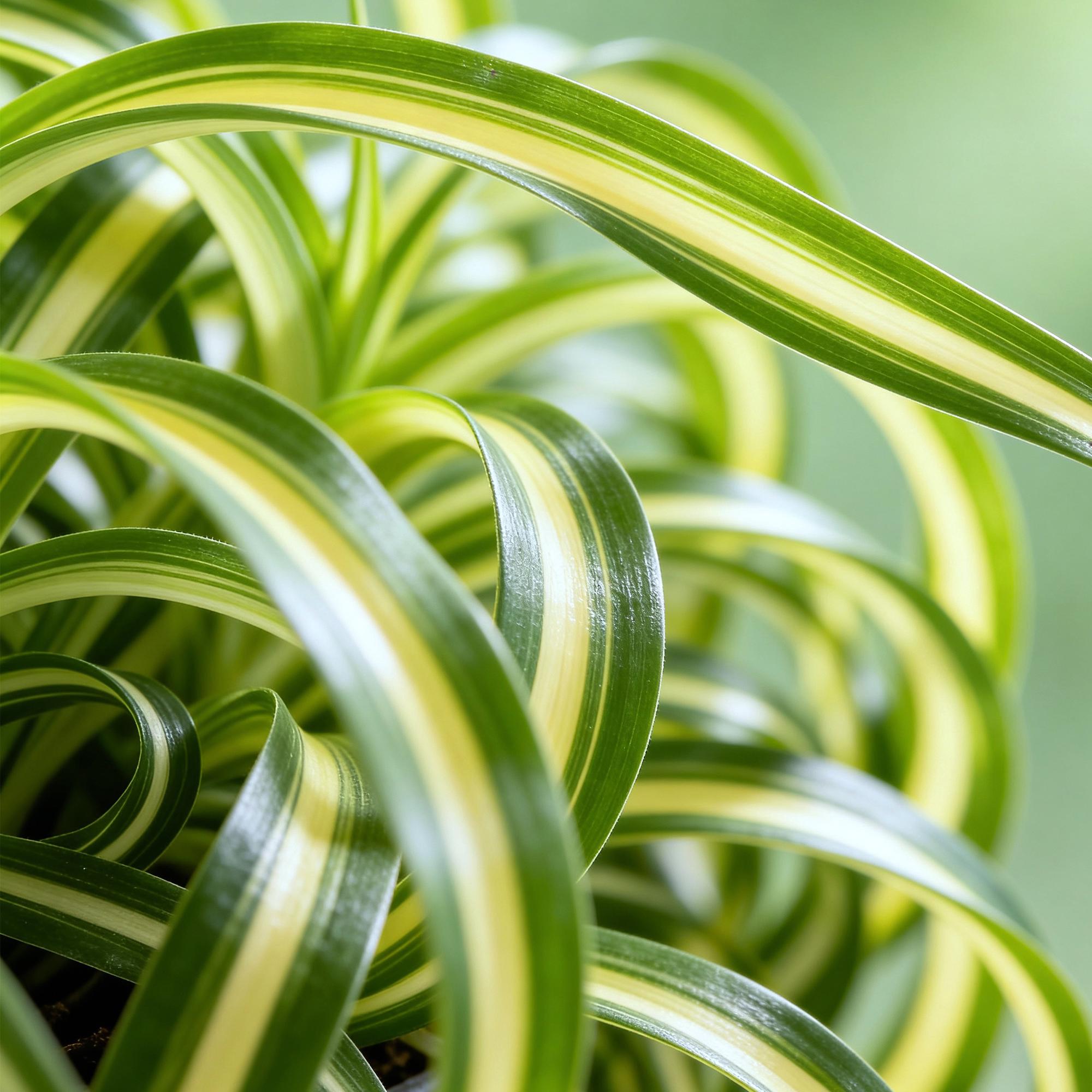 Green boutiQ - Kamerplant - Chlorophytum comosum Bonnie - Krullende Graslelie - Huisdiervriendelijke Plant - Groen - 1 Plant - met Mand - Pot 12cm - Hoogte 20cm