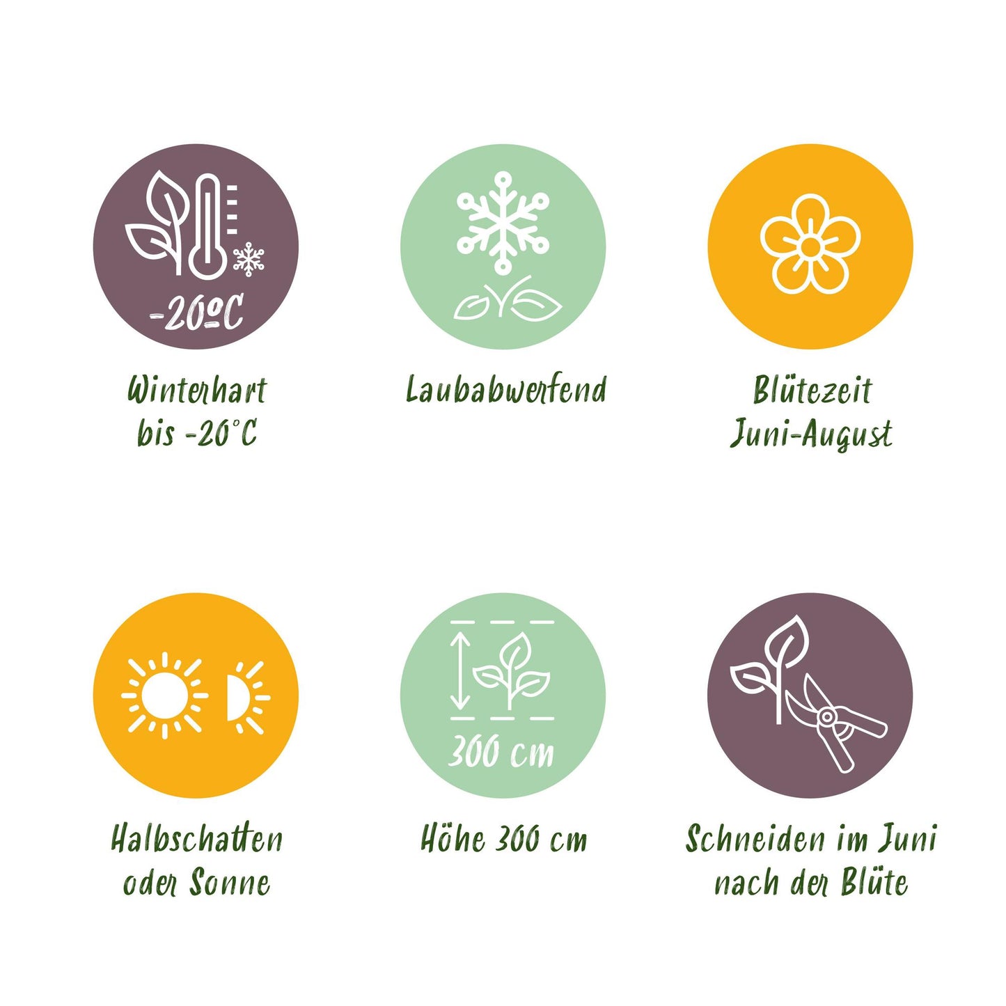 Green boutiQ – Kletterpflanze – Clematis Madame Le Coultre – weiße Blüte – pflegeleicht – 2 Pflanzen – Topf 11 cm, Höhe 40 cm