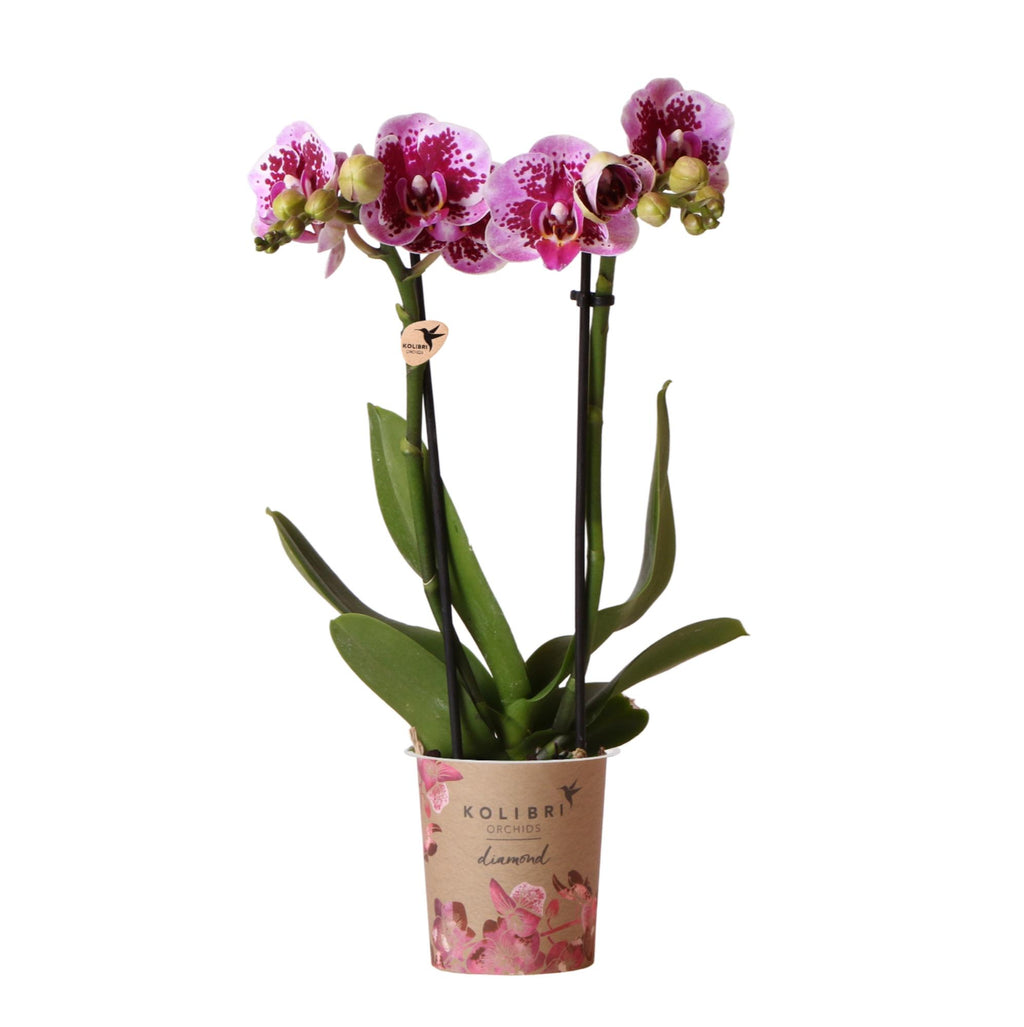 Orchidées Kolibri | Orchidée phalaenopsis rose-violette, pot de Ø9 cm | Salvador | Plante d'intérieur fleurie - fraîchement cueillie