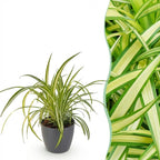 Green boutiQ - Kamerplant - Chlorophytum comosum Variegatum - Bonte Graslelie - Huisdiervriendelijke Plant - Groen - 1 Plant - met Potter Grijs - Pot 12cm - Hoogte 20cm