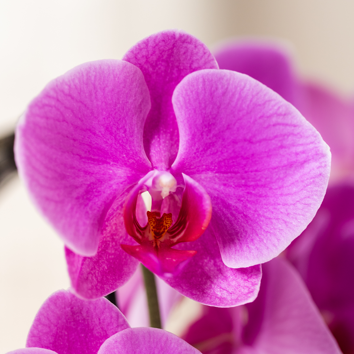 Orchidées Kolibri | Orchidée phalaenopsis violette, pot de Ø12 cm | Freeride | Plante d'intérieur fleurie - fraîchement cultivée