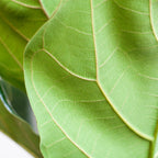 Ficus Lyrata met Viber pot wit - 80cm - Ø21