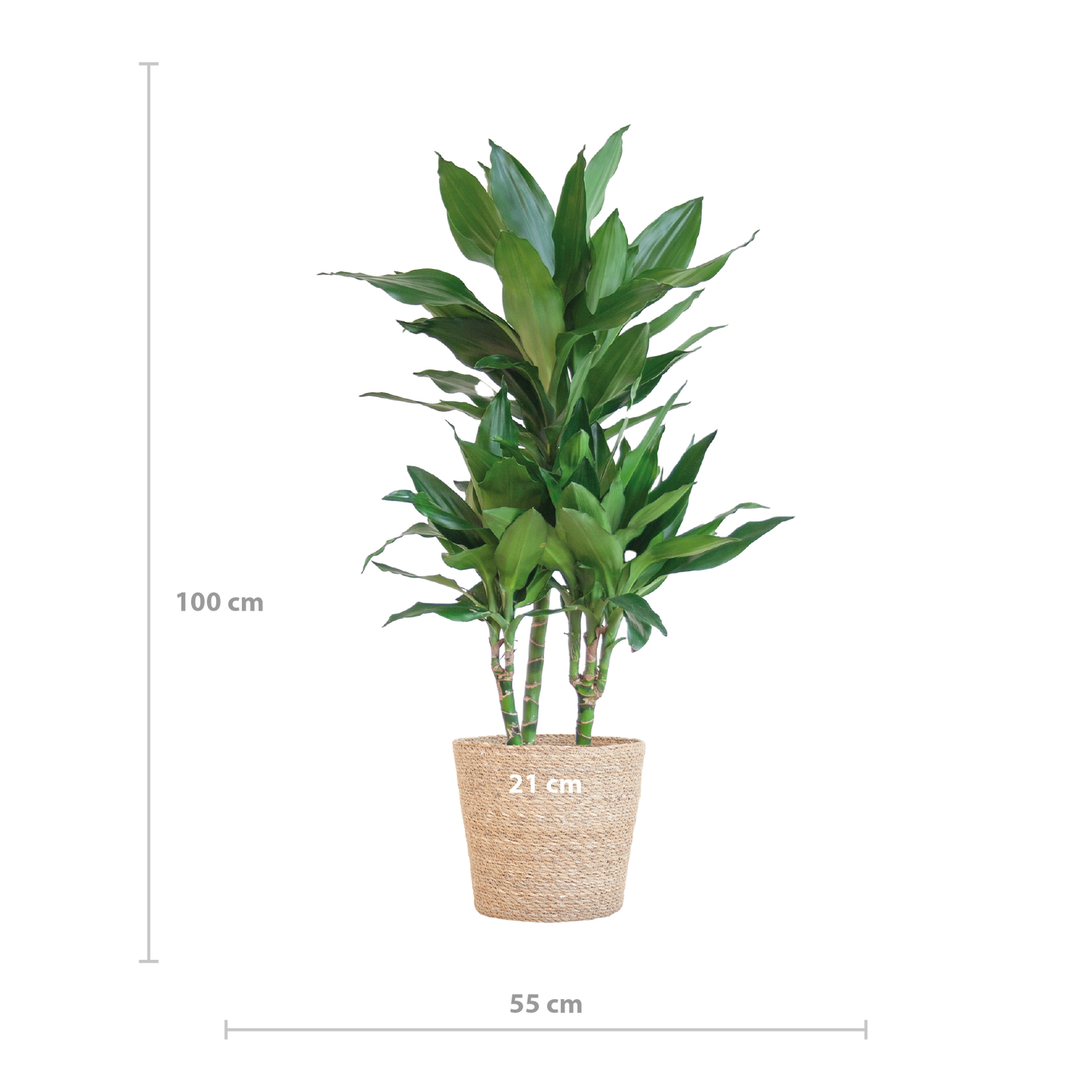Dracaena  Janet Lindt met Sofia mand naturel - 95cm - Ø21