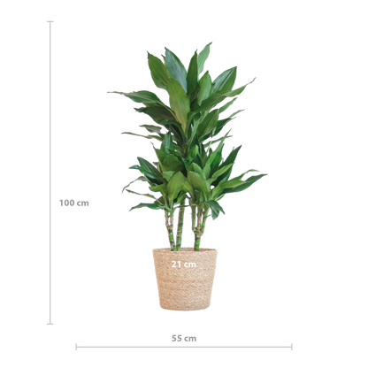 Dracaena  Janet Lindt met Sofia mand naturel - 95cm - Ø21