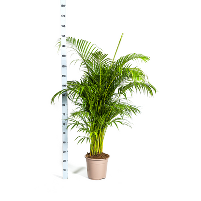 Dypsis Areca lutescens Ø27cm - ↕150 - 170cm