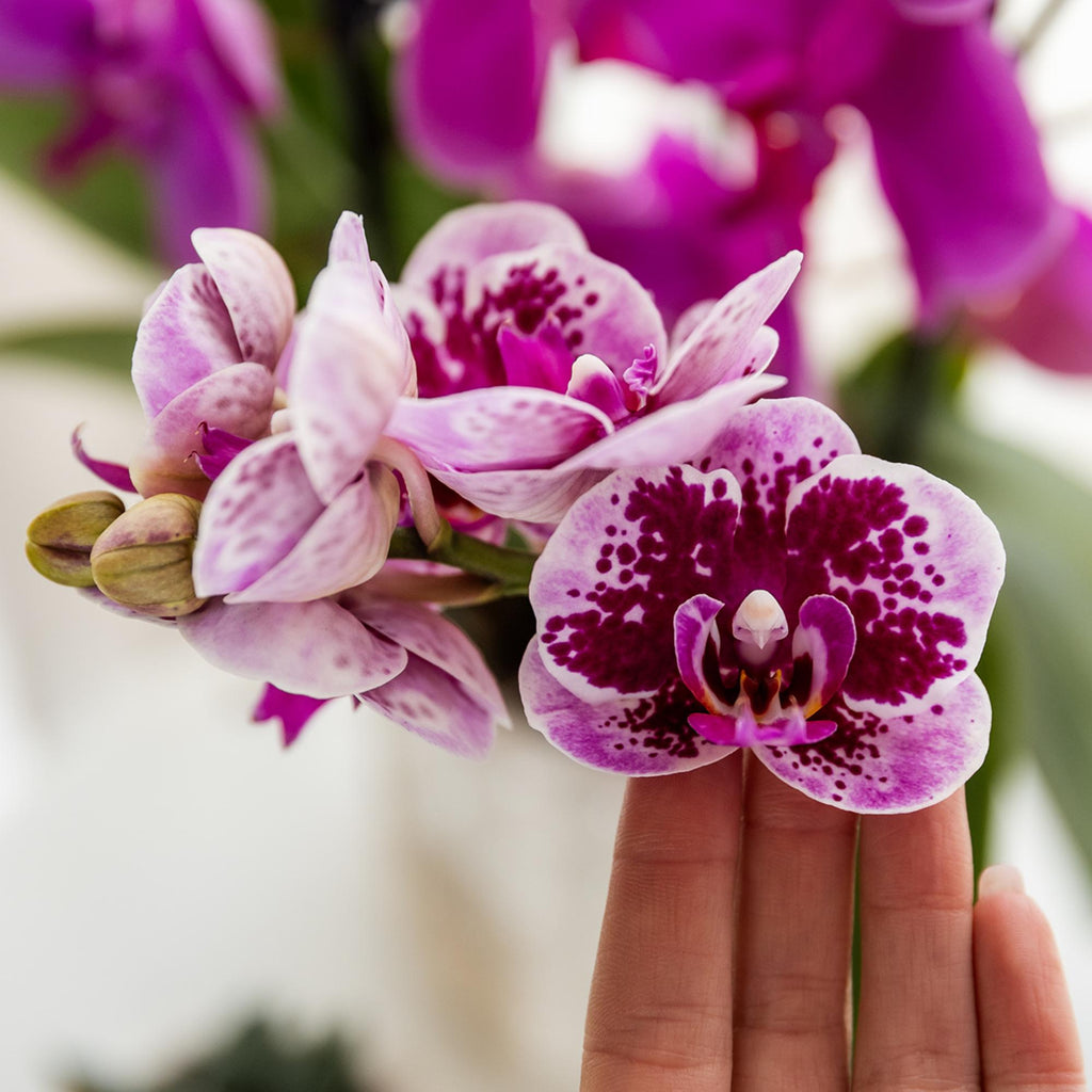 Orchidées Kolibri | Orchidée phalaenopsis rose-violette, pot de Ø9 cm | Salvador | Plante d'intérieur fleurie - fraîchement cueillie