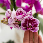 Orchidées Kolibri | Orchidée phalaenopsis rose-violette, pot de Ø9 cm | Salvador | Plante d'intérieur fleurie - fraîchement cueillie