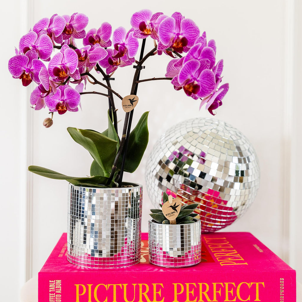 Kolibri Orchids | paars/roze Phalaenopsis orchidee potmaat Ø9cm |  Vienna | bloeiende kamerplant - vers van de kweker