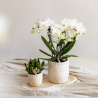 Orchidées Kolibri | Orchidée phalaenopsis blanche en pot, diamètre 9 cm | Zurich | Plante d'intérieur fleurie - fraîchement cueillie