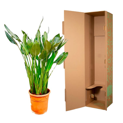 Strelitzia Reginae XL – 160 cm – ⌀30