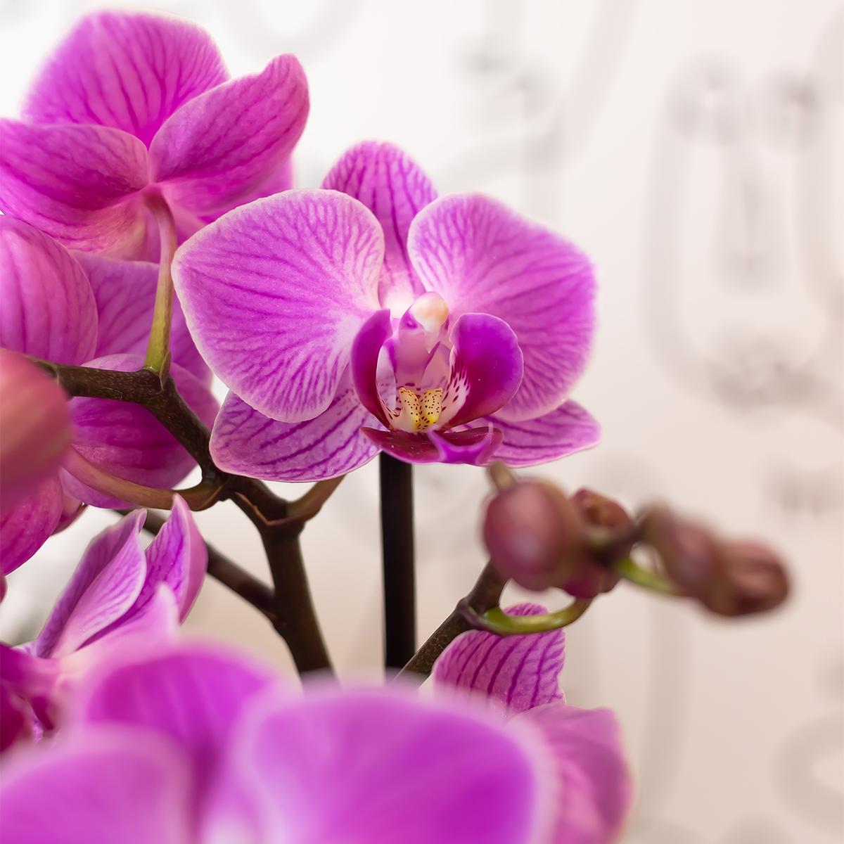 Kolibri Orchids | paars/roze Phalaenopsis orchidee potmaat Ø9cm |  Vienna | bloeiende kamerplant - vers van de kweker