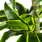 Dracaena Deremensis Dorado met mand Ø24cm - ↕120 - 140cm