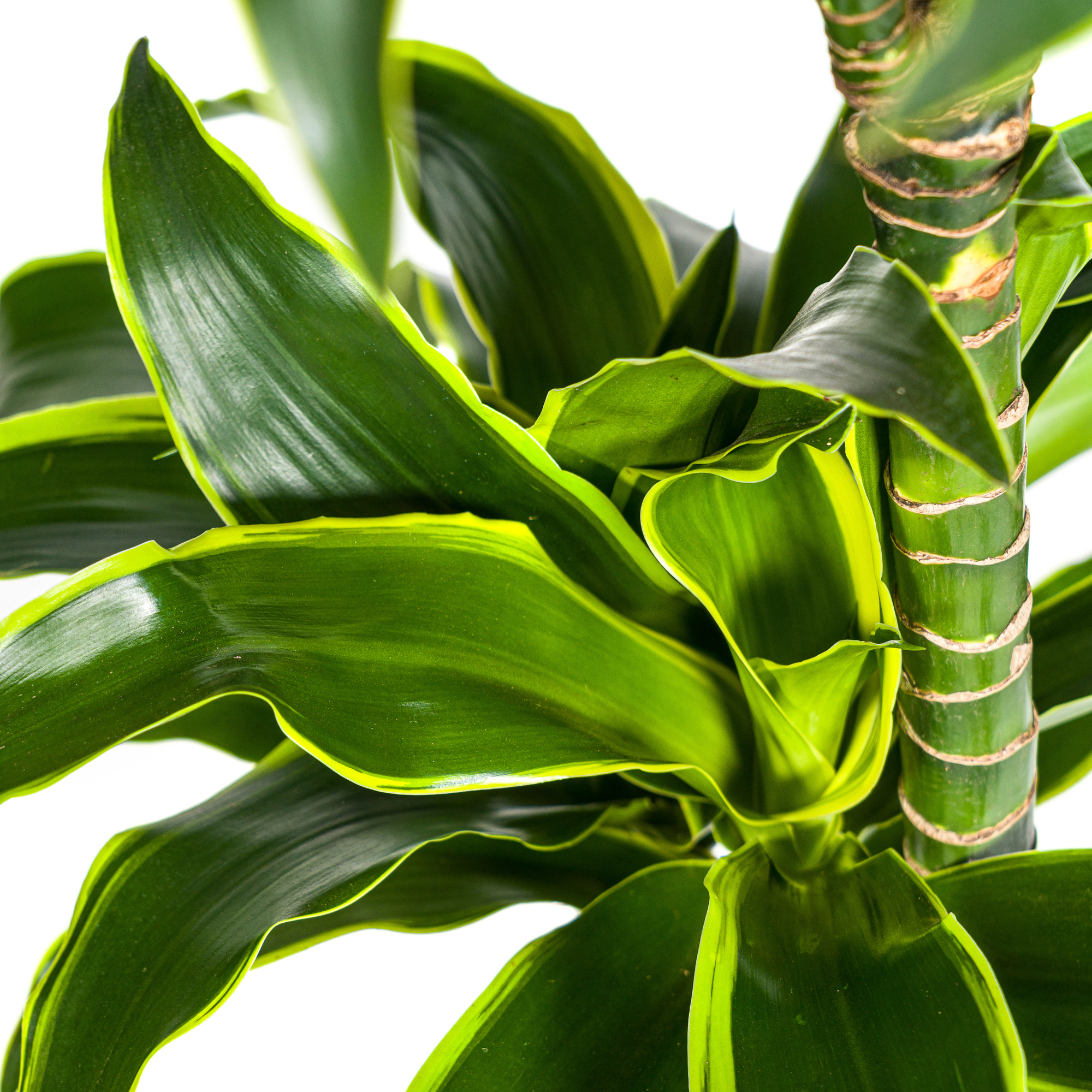 Dracaena Deremensis Dorado met mand Ø24cm - ↕120 - 140cm