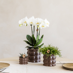Orchidées Kolibri | Ensemble de plantes marron coton | Plantes vertes avec orchidée Phalaenopsis blanche Ghent en pots en céramique