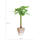 Pachira Aquatica met Mand Lissabon wit - 80cm - Ø21