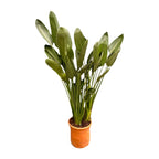 Strelitzia Reginae XXL - 200cm - ø50