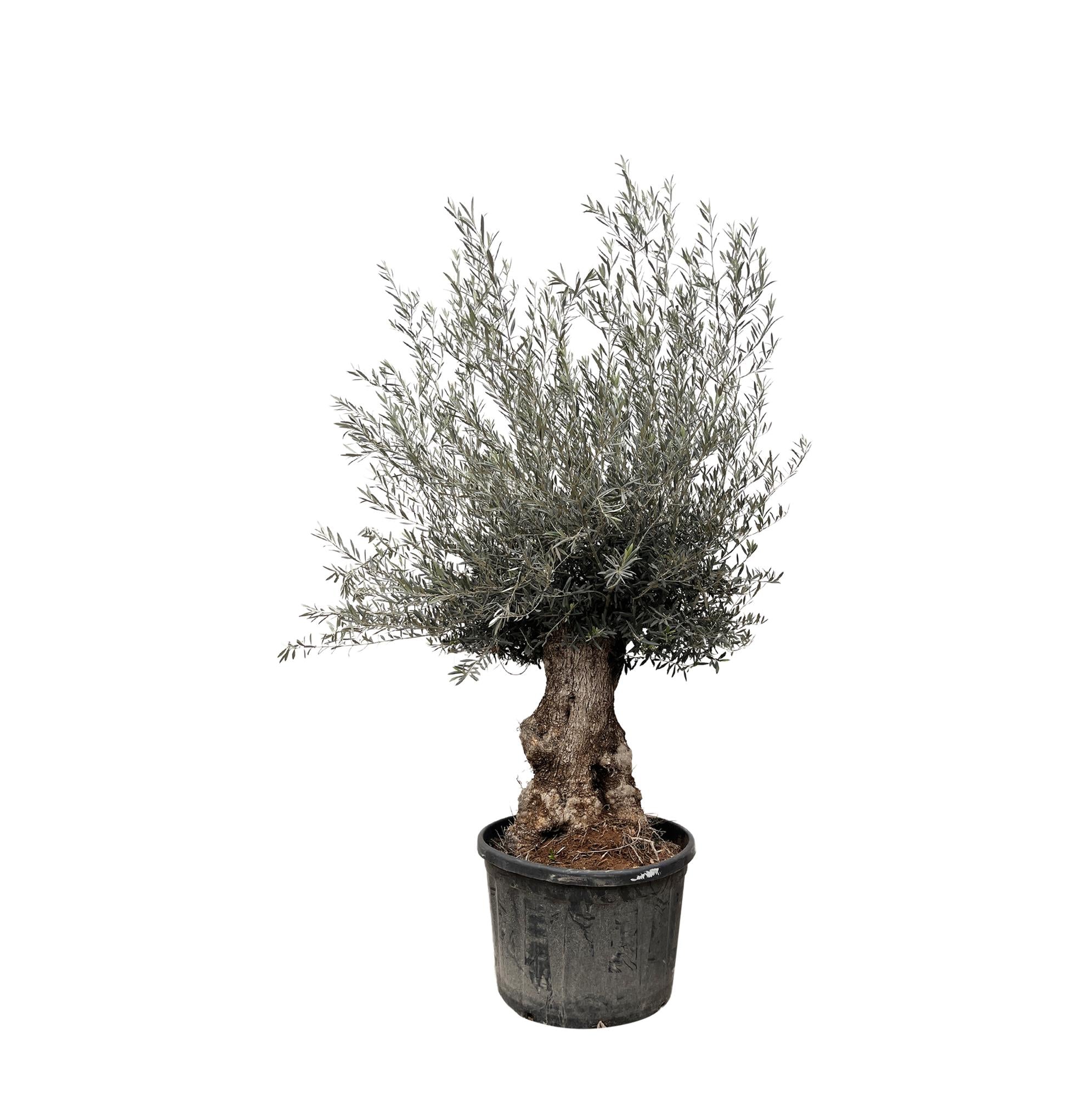 Olea Europaea Bonsai - 270cm- Ø80