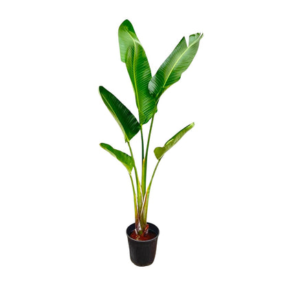 Strelitzia Augusta – 220 cm – ⌀30
