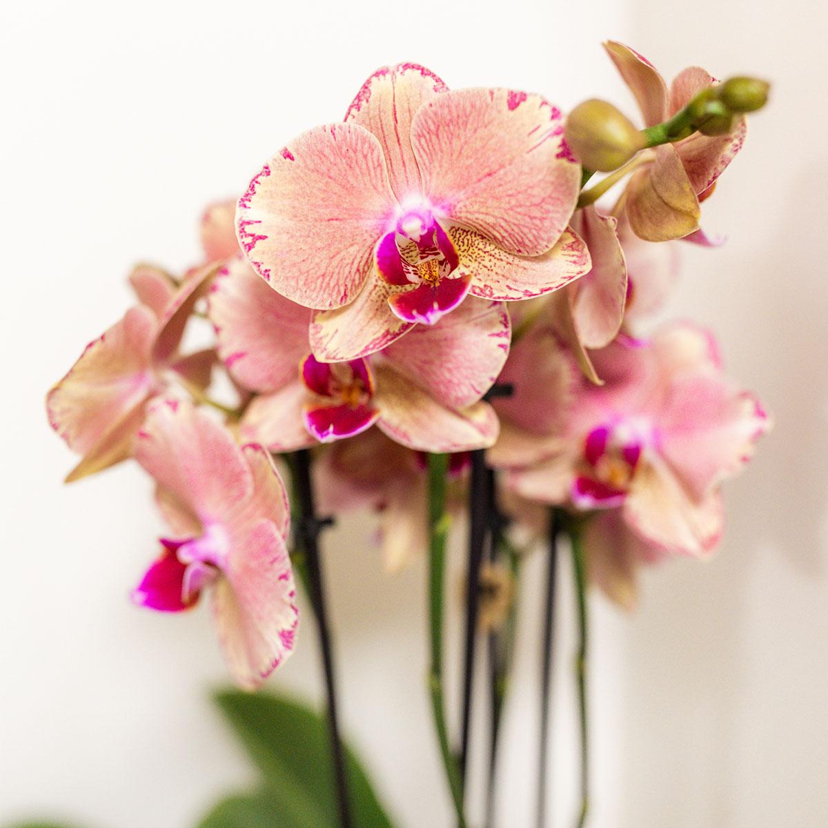 Orchidées Kolibri - Coffret surprise - Coffret découverte - Coffret surprise contenant 4 orchidées différentes de 12 cm - Fraîchement cueillies chez le producteur