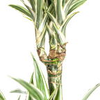 Dracaena Deremensis White Stripe met mand Ø24cm - ↕130 - 150cm