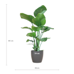 Strelitzia Nicolai met Viber pot grijs - 80cm - Ø21