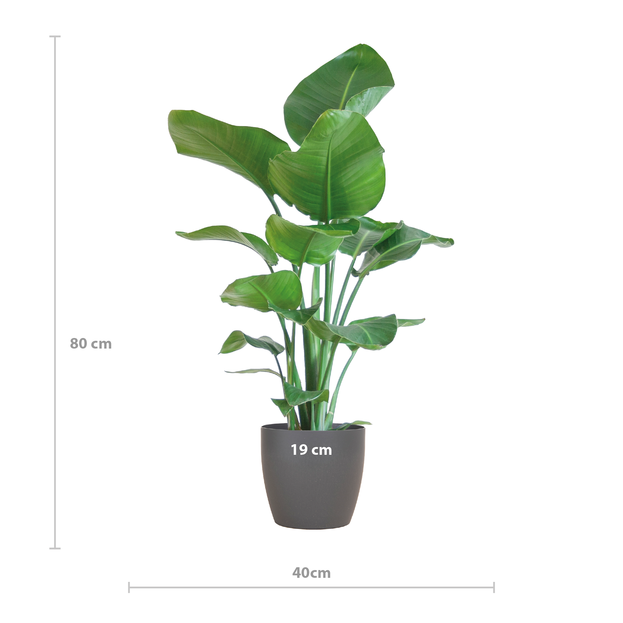 Strelitzia Nicolai met Viber pot grijs - 80cm - Ø21