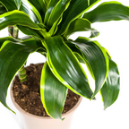 Dracaena Deremensis Dorado met mand Ø21cm - ↕100 - 120cm