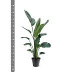 Strelitzia Nicolai XXL - 190 - 225 cm - ø27-ø30