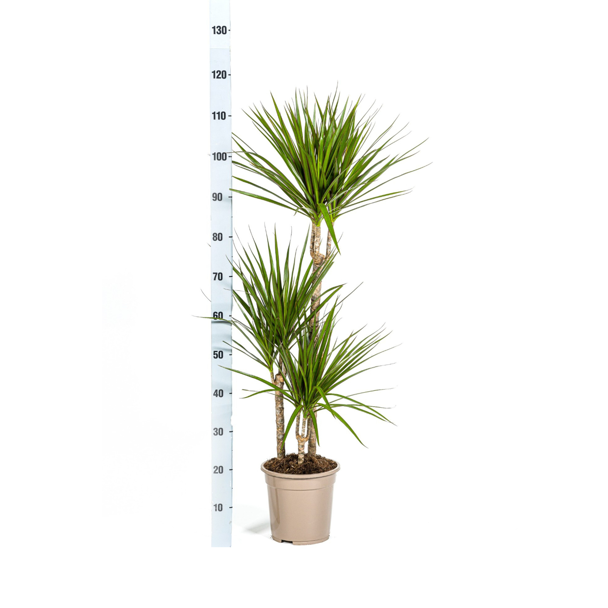 Dracaena Marginata Green Ø21cm - ↕110 - 130cm