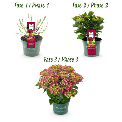 Green boutiQ - Terrasplant - Hortensia - Hydrangea Magical Teusday & Saphire - Rood - 6-10 Bloemen - 2 Planten - Pot 23cm Hoogte 55cm