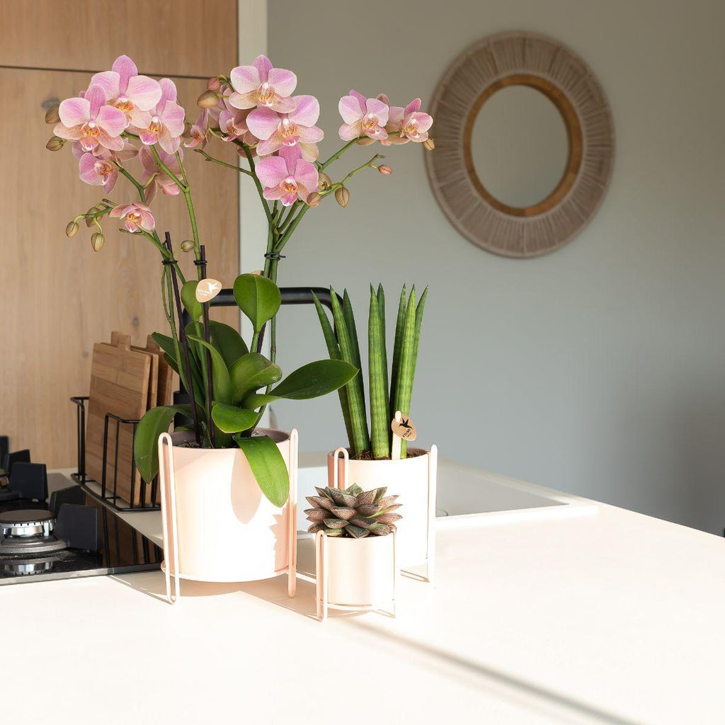 Kolibri Orchids | oudroze Phalaenopsis orchidee - Jewel Treviso - potmaat Ø9cm | bloeiende kamerplant - vers van de kweker