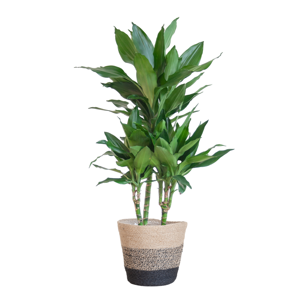 Dracaena Janet Lindt mit Korb Lissabon schwarz - 95cm - Ø21